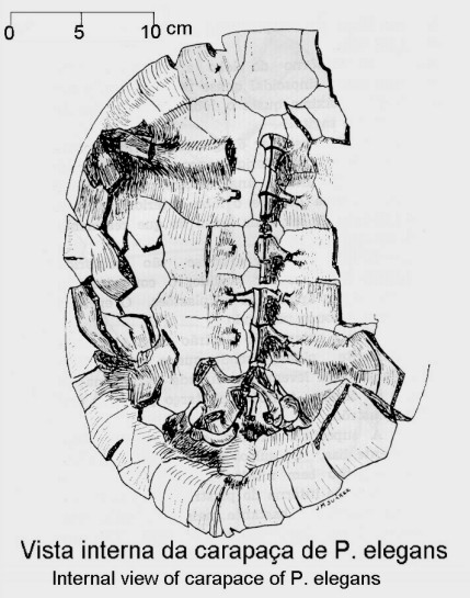 1carain2.jpg (71845 bytes)